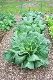 Heirloom Organic Vates Collards Seeds