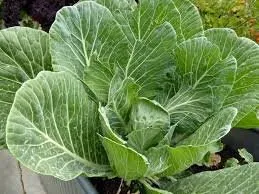 Heirloom Organic Vates Collards Seeds