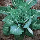 Heirloom Organic Vates Collards Seeds